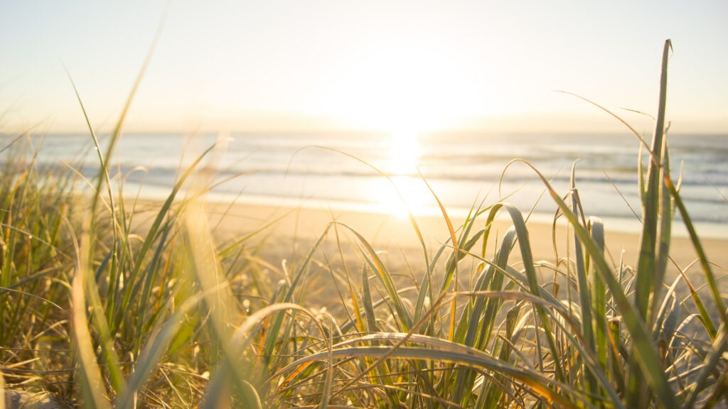 Landscape photo of sunrise over a beach. The photo is taken through grass on a dune looking down to calm waves and into the sun.