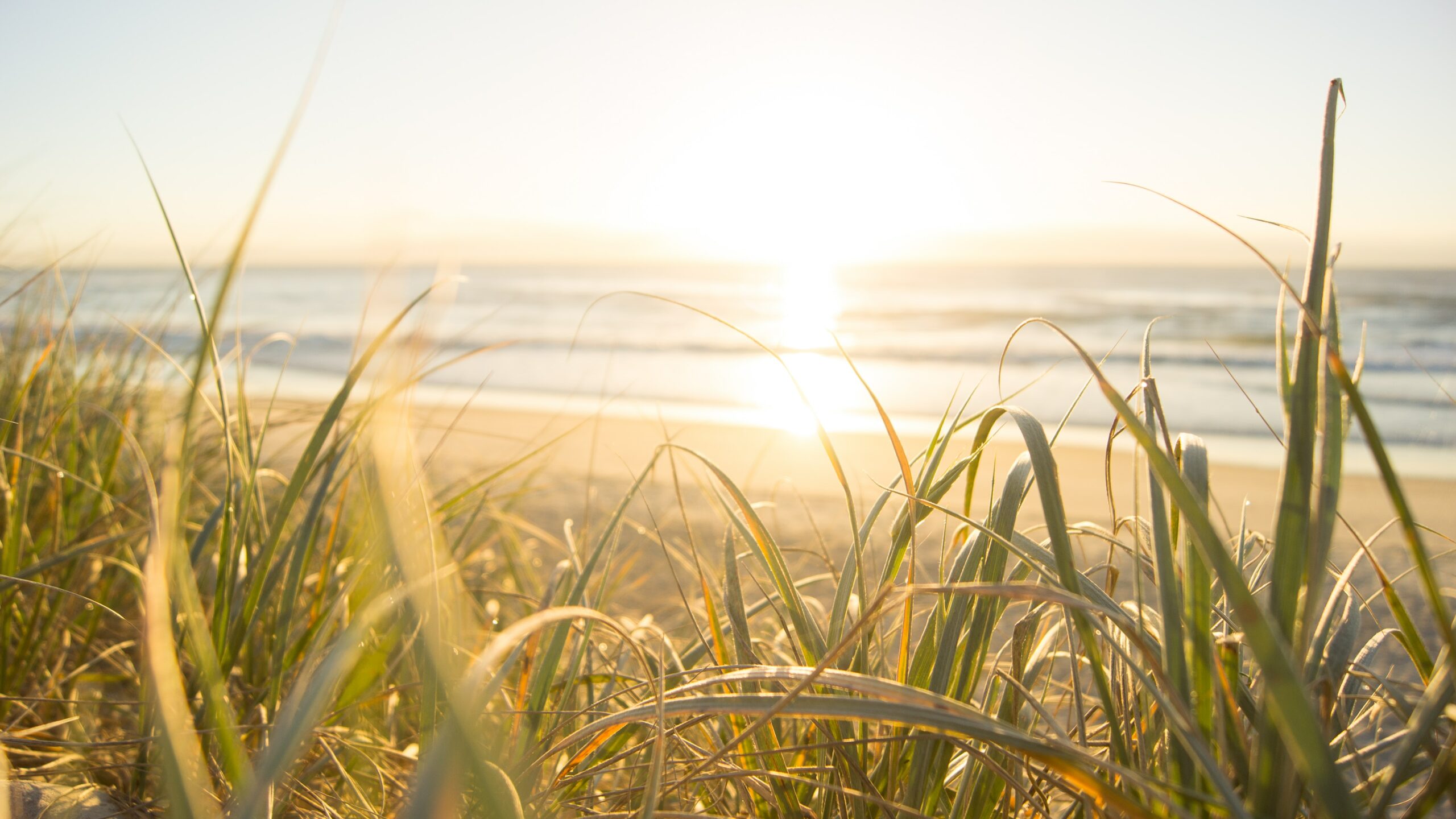 Landscape photo of sunrise over a beach. The photo is taken through grass on a dune looking down to calm waves and into the sun.
