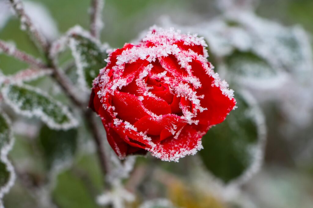 Rose in Winter